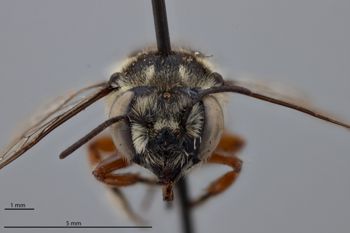 Media type: image;   Entomology 15706 Aspect: head frontal view